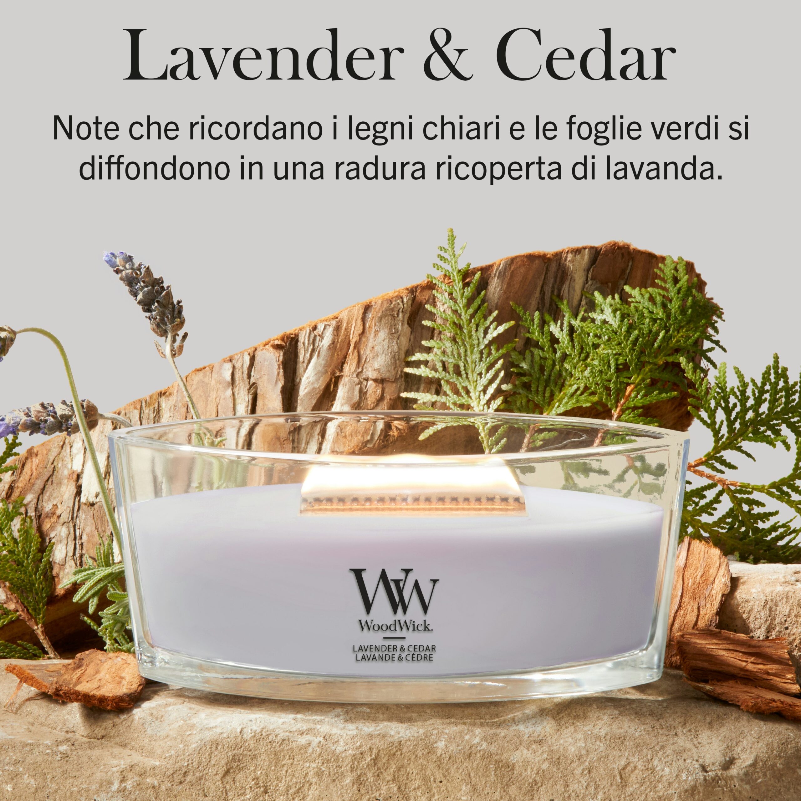 Lavender and Cedar – Ellipse – WoodWick Ellipse Una candela “Lavender and Cedar Woodwick” della linea Candela Ellipse, caratterizzata da una tonalità lavanda e racchiusa in un contenitore ovale di vetro trasparente, poggia su una superficie di legno tra corteccia d’albero, foglie verdi e rametti di lavanda. Sopra di essa, un testo in italiano descrive la fragranza “Lavender & Cedar”.