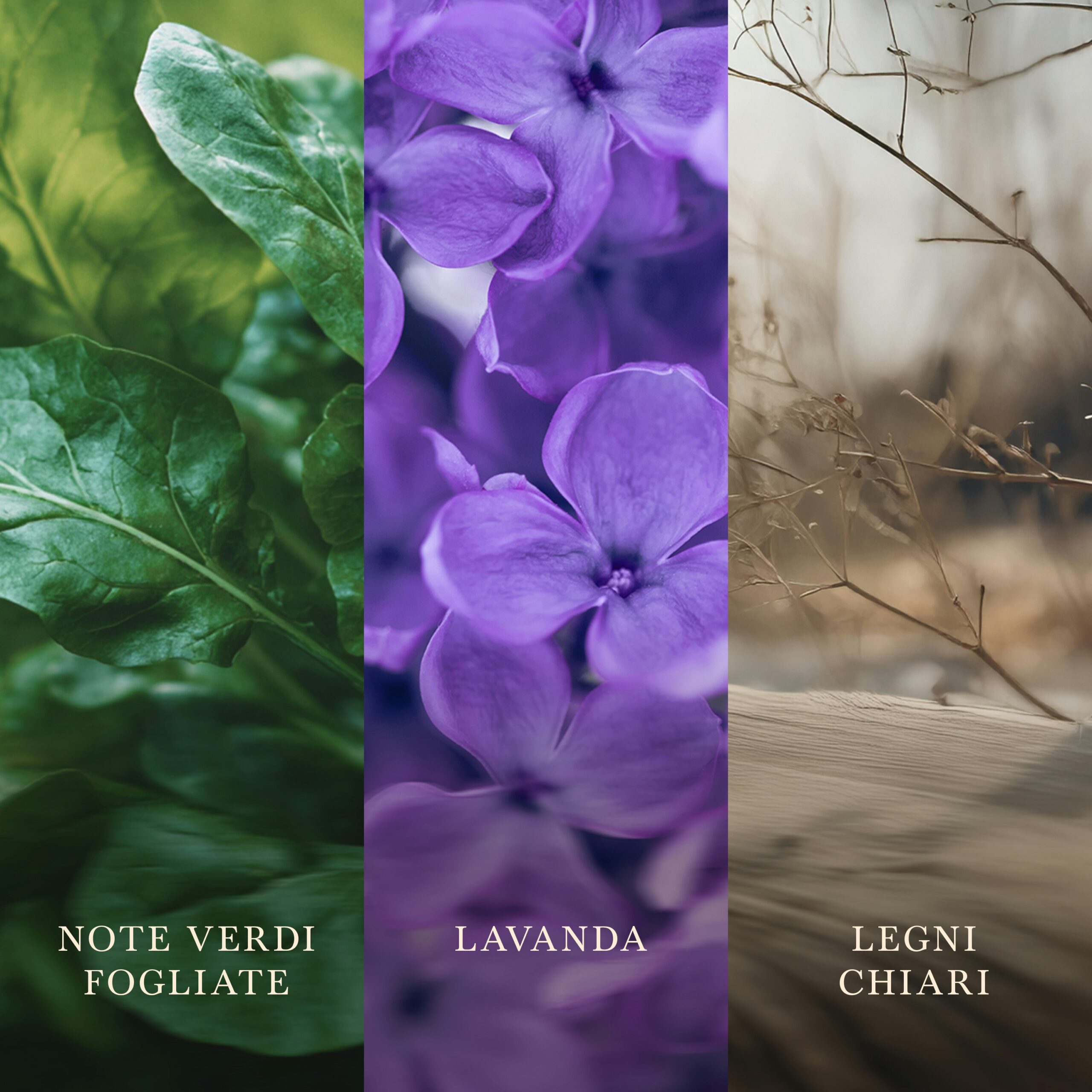 Lavender and Cedar – Candela Piccola – Woodwick 100 Punti 3 Tre pannelli verticali raffigurano foglie di un verde rigoglioso, delicati fiori di lavanda viola e legni chiari con rami secchi. Ciascun pannello reca la seguente didascalia: “Note Verdi Fogliate”, “Lavanda” e “Legni Chiari”. Questa composizione tranquilla cattura il profumo rilassante della candela «Lavender and Cedar Woodwick - Candela Ellipse», in cui la lavanda lenitiva si intreccia con il dolce crepitio del legno di cedro.