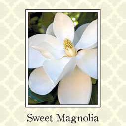 Sweet Magnolia