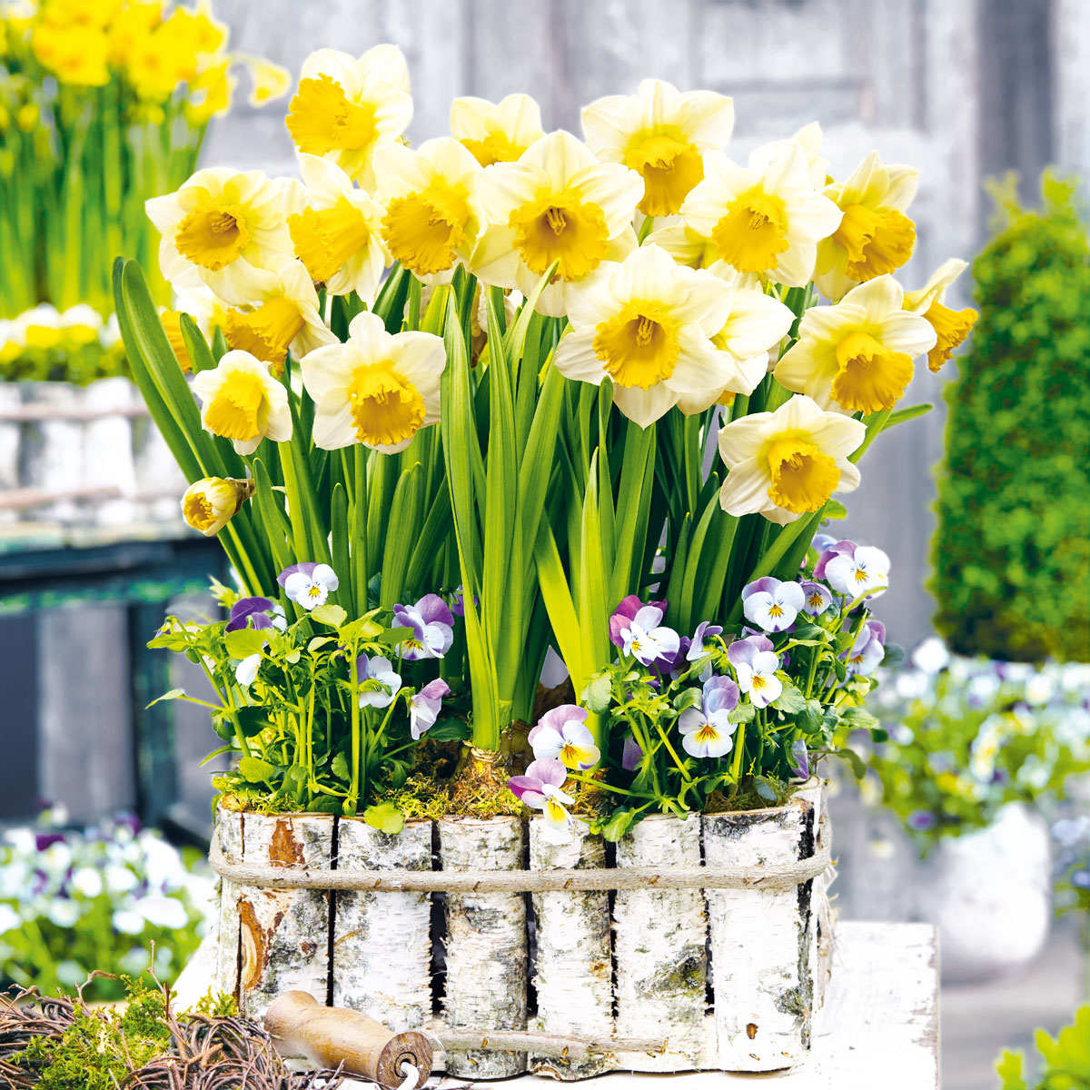 Tovaglioli Nouveau - Narcisio