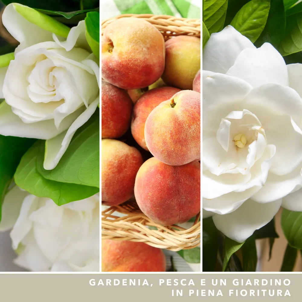 White Gardenia – Giara Grande – Yankee Candle 350 Punti 3 White Gardenia - Giara Grande - Yankee Candle - immagine 3