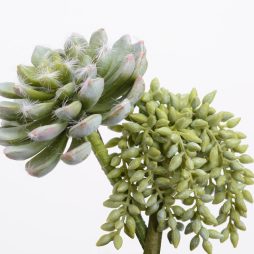 Sedum caduta e Eche 2 assortite