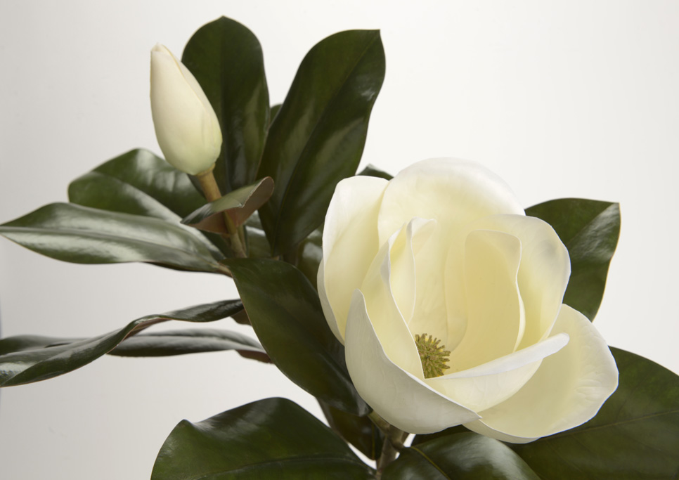 Magnolia Grandiflora