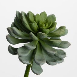 Echeveria Secunda