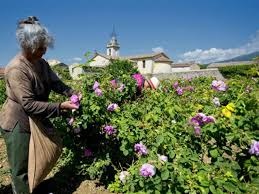 Una persona anziana con i capelli grigi raccoglie fiori rosa e viola in un giardino soleggiato, con una chiesa ed edifici del villaggio visibili sullo sfondo sotto un cielo azzurro.