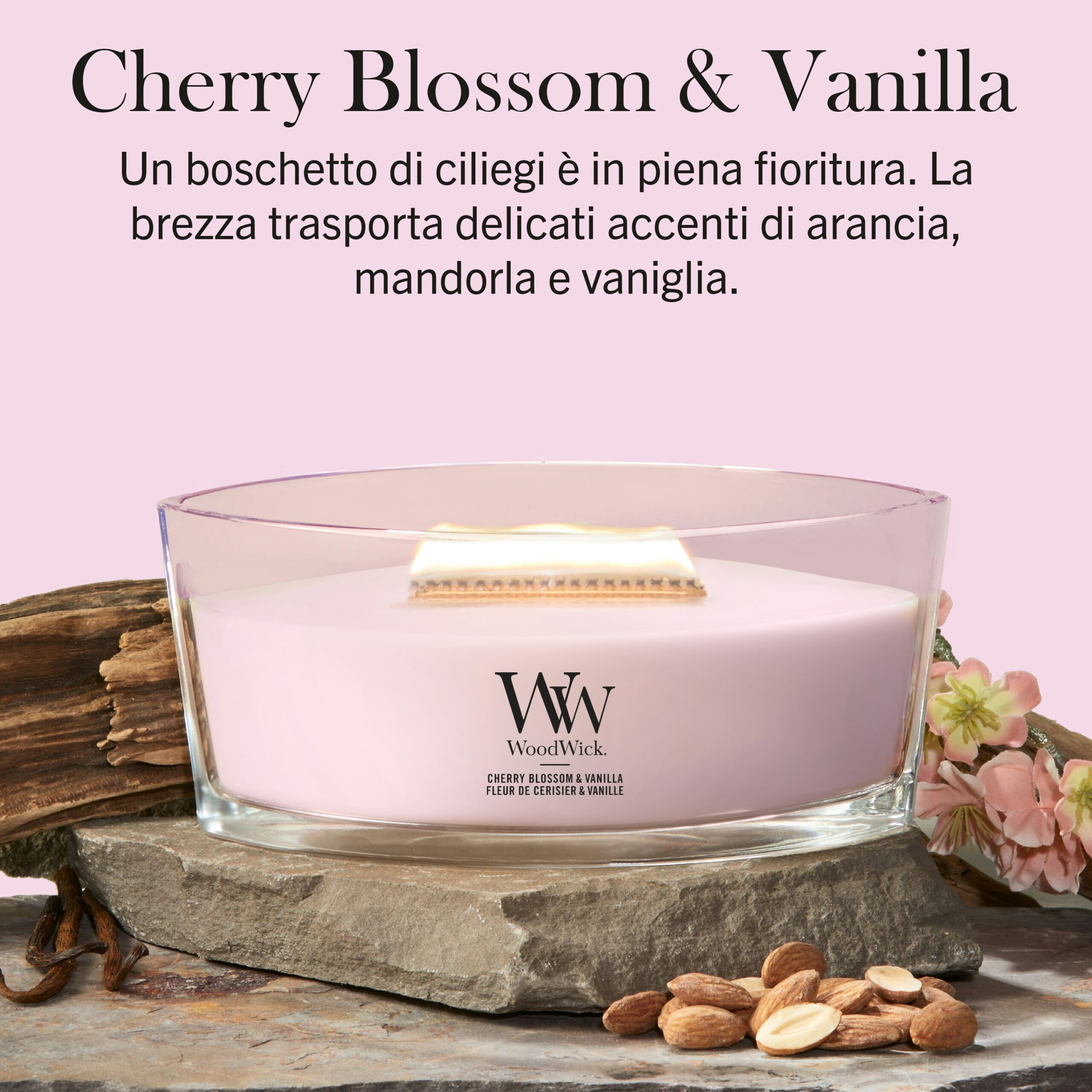 Cherry Blossom And Vanilla – Ellipse – Woodwick Ellipse Una candela rosa Woodwick Ellipse con l'etichetta “Cherry Blossom And Vanilla” poggia su una base di pietra, accompagnata da mandorle, fette d'arancia e delicati fiori di ciliegio. Sullo sfondo rosa pallido è riportata una descrizione del prodotto in italiano sopra la candela.