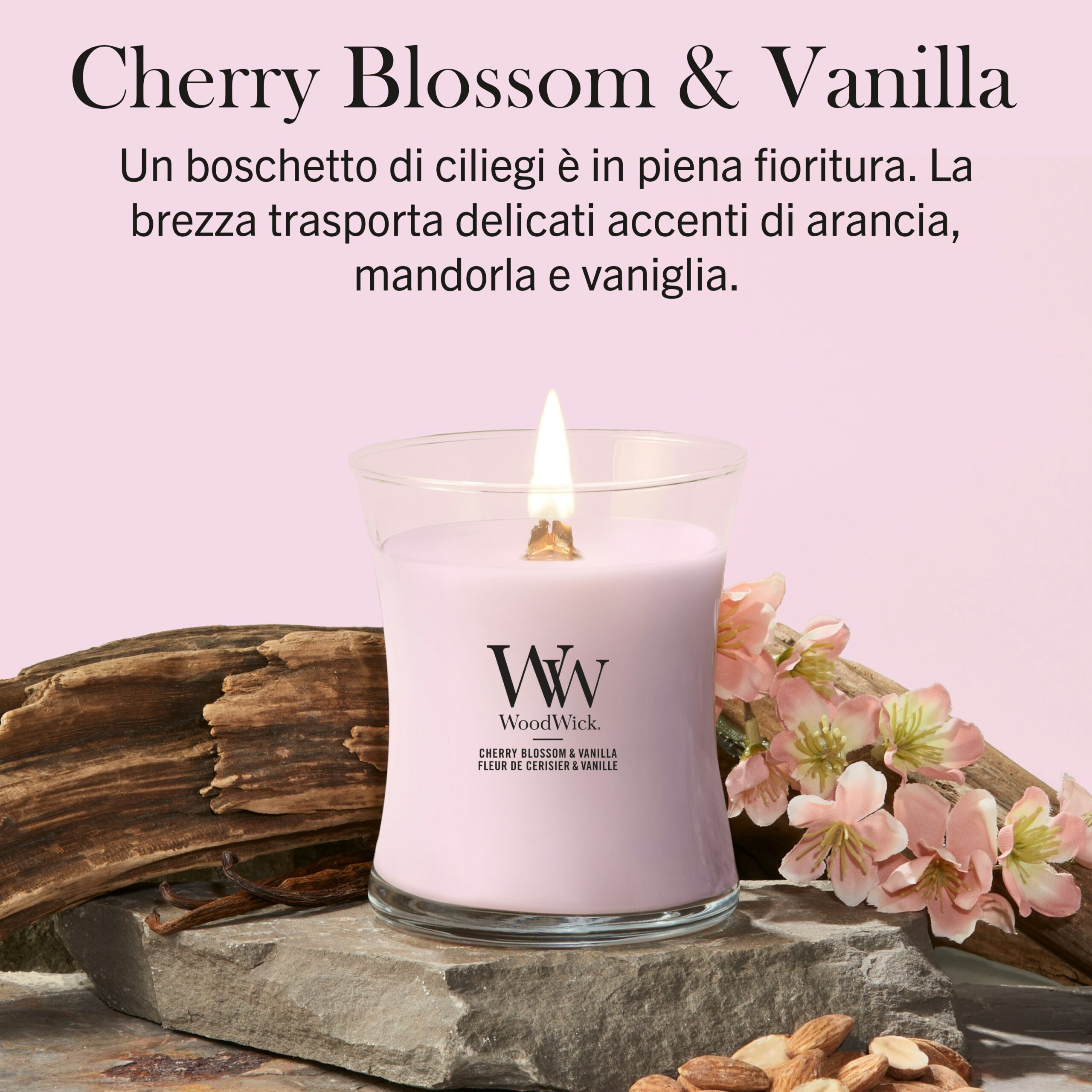 Cherry Blossom And Vanilla – Candela Media – Woodwick 250 Punti Una candela “Cherry Blossom And Vanilla” - Candela Media - Woodwick, di colore rosa, è posizionata su una lastra di pietra circondata da delicati fiori di ciliegio e baccelli di vaniglia, su uno sfondo rosa chiaro con una scritta in italiano in alto.