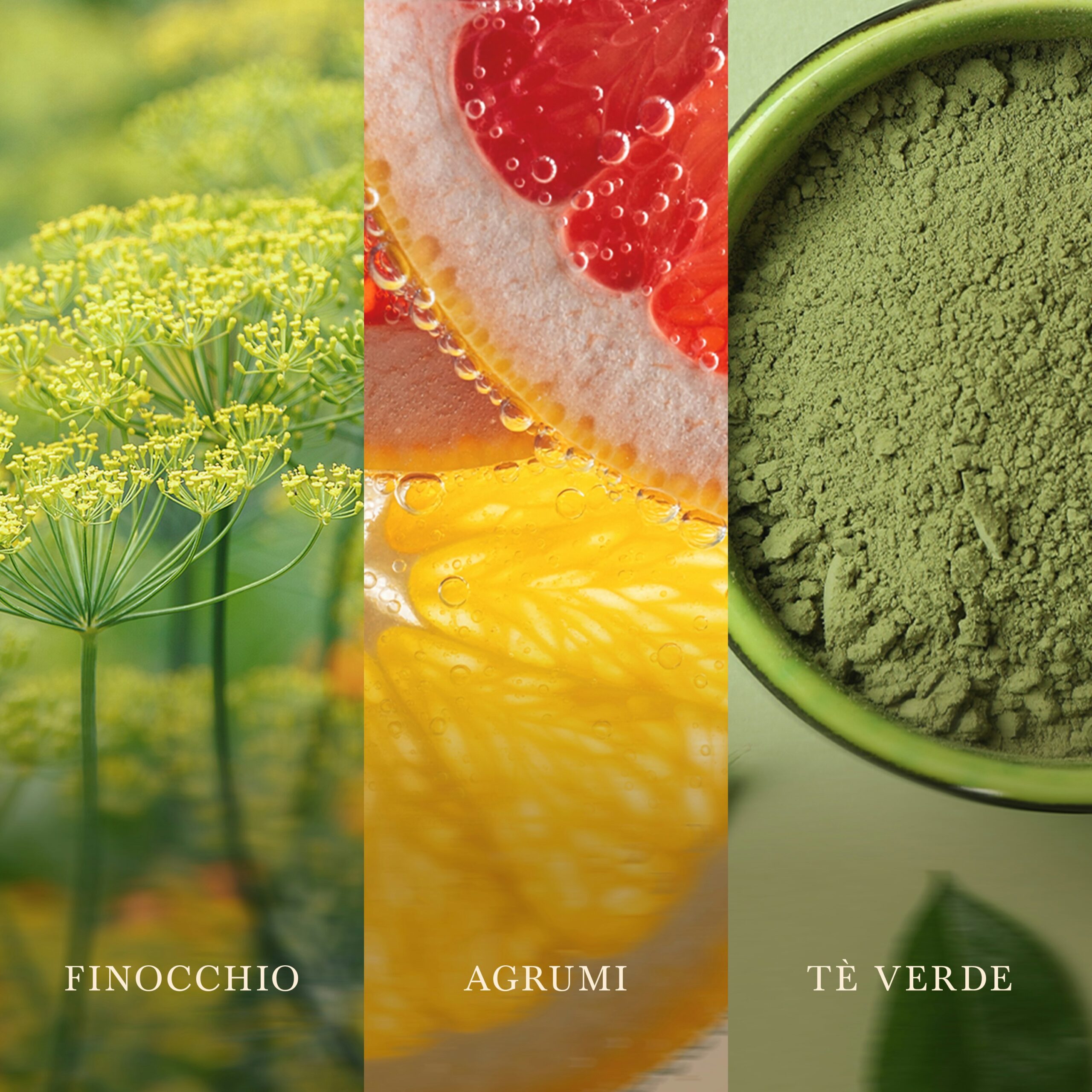 Matcha-Zest Candela Grande – Woodwick Giara Grande 3 Primo piano di fiori di finocchio, fette di agrumi e polvere di tè verde in una ciotola. Il testo in basso recita: «FINOCCHIO», «AGRUMI», «TÈ VERDE». Ispirata al fresco aroma della candela Matcha-Zest Candela Grande di Woodwick, questa immagine cattura le vivaci sfumature presenti in ogni candela.