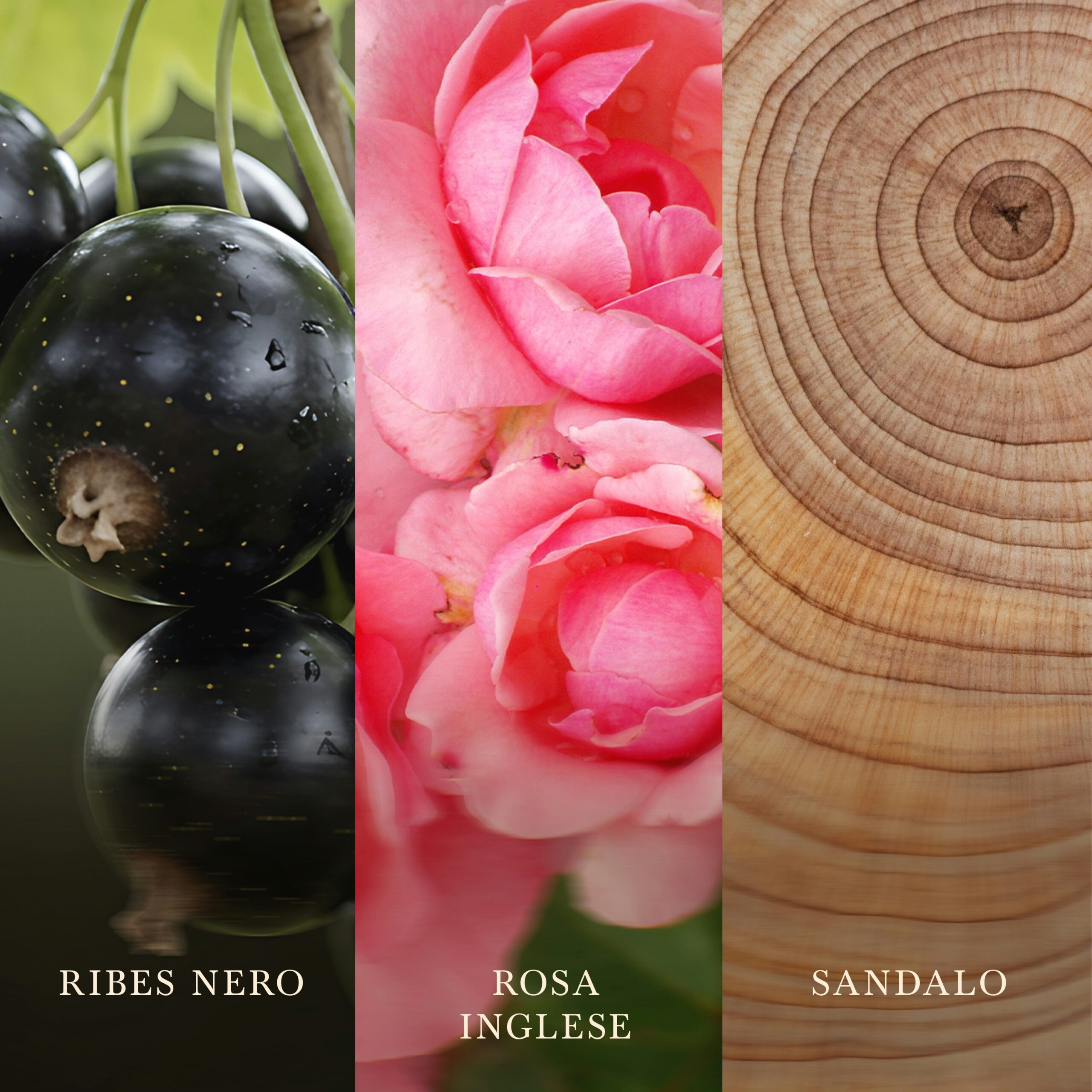 Rose Blush – Ellipse – Woodwick Ellipse 4 Un trittico in primo piano mostra ribes nero con l’etichetta “Ribes Nero”, rose rosa che ricordano la varietà Rose Blush e contrassegnate con l’etichetta “Rosa Inglese” — ispirate alla candela Rose Blush Ellipse Woodwick — e venature del legno contrassegnate con l’etichetta “Sandalo”, ciascuna delle quali simboleggia note olfattive distinte della collezione.