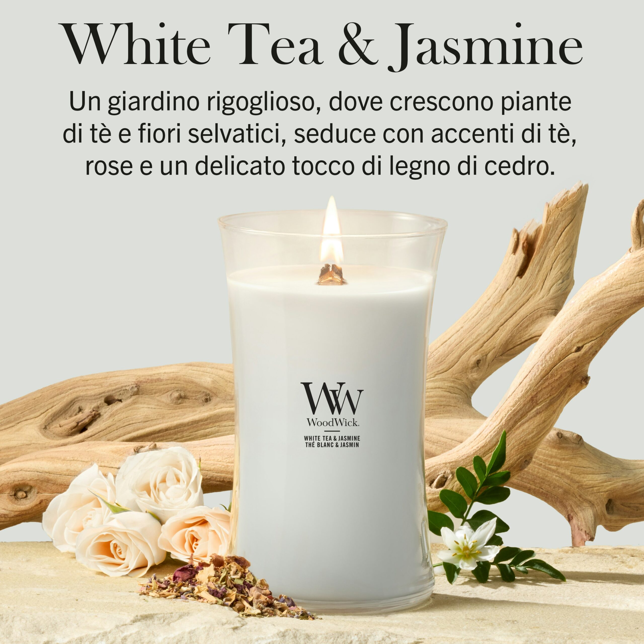 White tea and Jasmine – Candela Grande – WoodWick Giara Grande La candela “Tè bianco e gelsomino” - Candela Grande - WoodWick è raffigurata su una superficie chiara, impreziosita da delicati fiori, legni trasportati dal mare e un ramo sottile. Sopra, una descrizione mette in risalto un’elegante miscela di fragranze di tè bianco e gelsomino, esaltata dal legno di cedro e da note floreali per creare un’atmosfera rinfrescante.