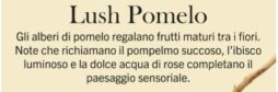Lush Pomelo