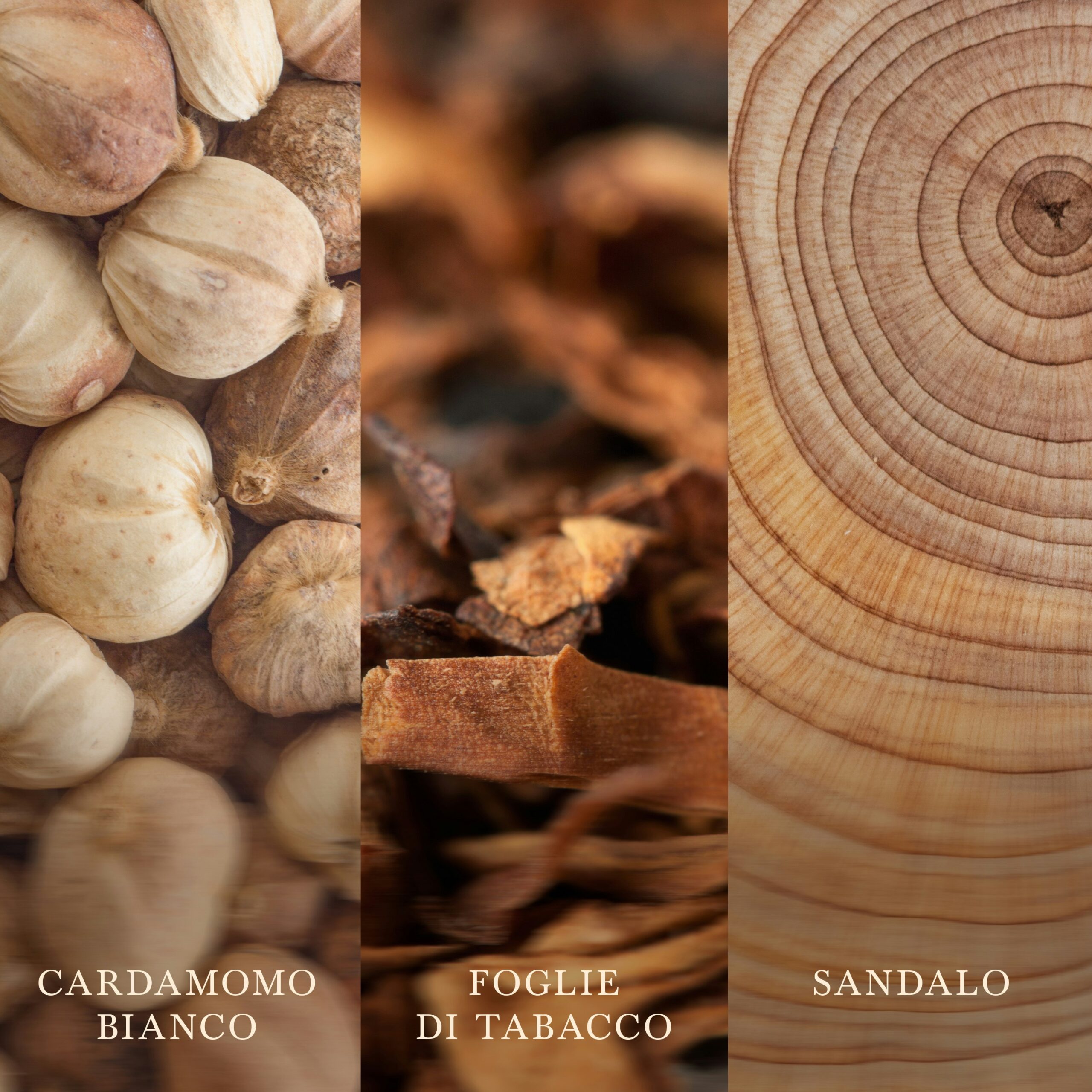 Iris Woods – Ellipse – Woodwick Ellipse 2 Primo piano di baccelli di cardamomo bianco, foglie di tabacco essiccate e una sezione trasversale di legno di sandalo. Ciascuna sezione è etichettata in italiano: “Cardamomo Bianco”, “Foglie di Tabacco” e “Sandalo”. La composizione riflette il sofisticato profilo olfattivo di Iris Woods – Ellipse di Woodwick.