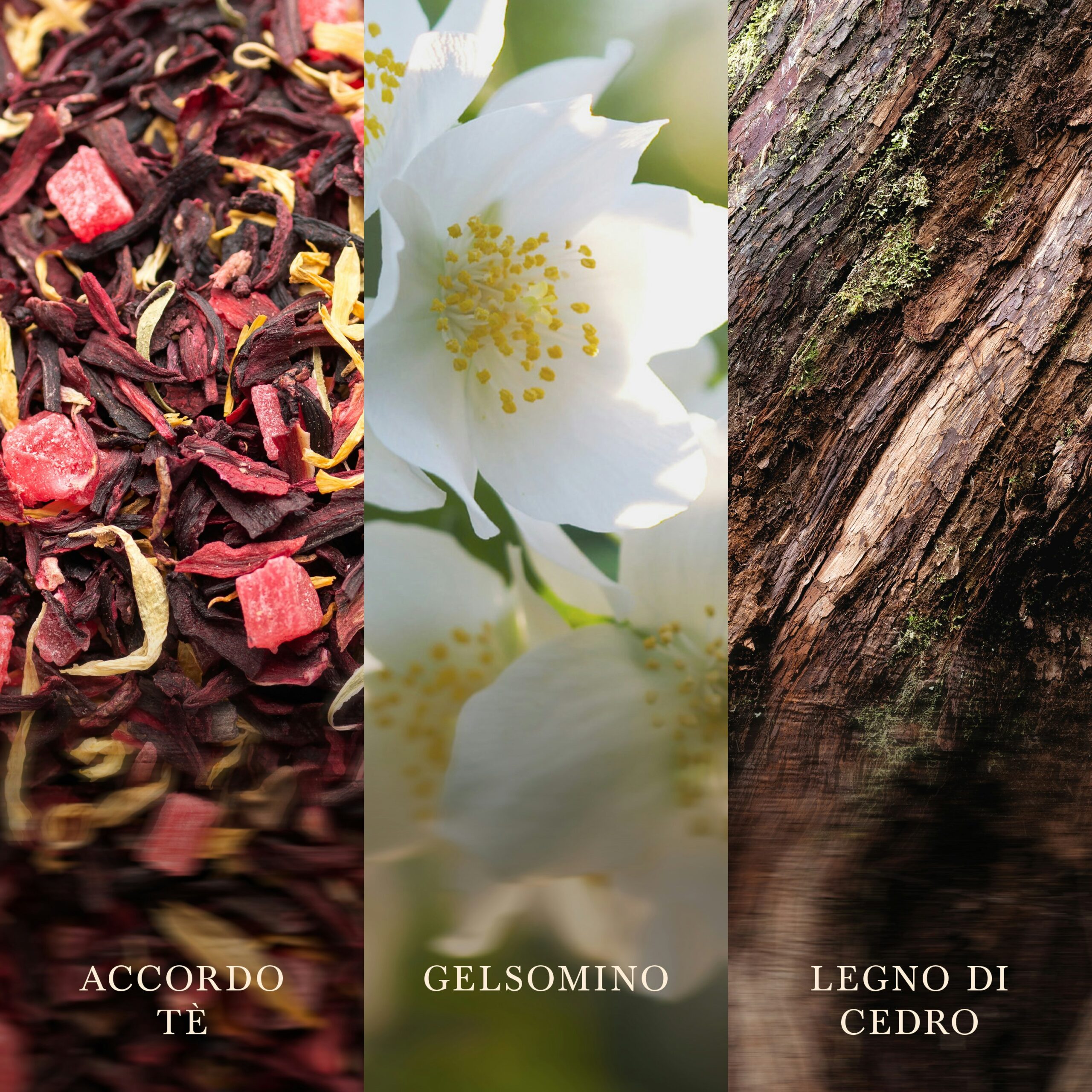 White tea and Jasmine – Candela Grande – WoodWick Giara Grande 2 Primo piano di foglie di tè bianco sfuse con frutta, delicati fiori di gelsomino e corteccia di legno di cedro dalla consistenza ruvida. Testo sotto ciascuna immagine: «ACCORDO TÈ», «GELSOMINO» e «LEGNO DI CEDRO». Perfetto per un’esperienza olfattiva raffinata con WoodWick grazie alla candela Candela Grande al Tè Bianco e Gelsomino.